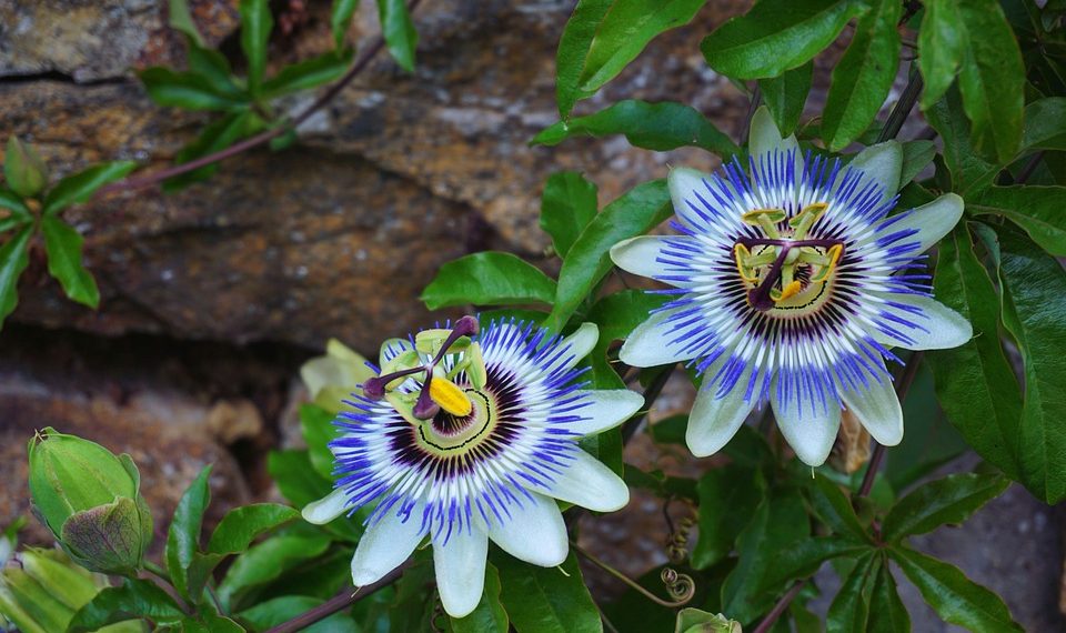 Two vibrant passion flowers growing on a vine.