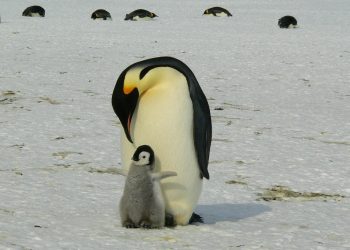 Emperor penguin and chick on snowy Antarctic ground.