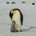 Emperor penguin and chick on snowy Antarctic ground.