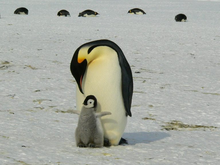 Emperor penguin and chick on snowy Antarctic ground.