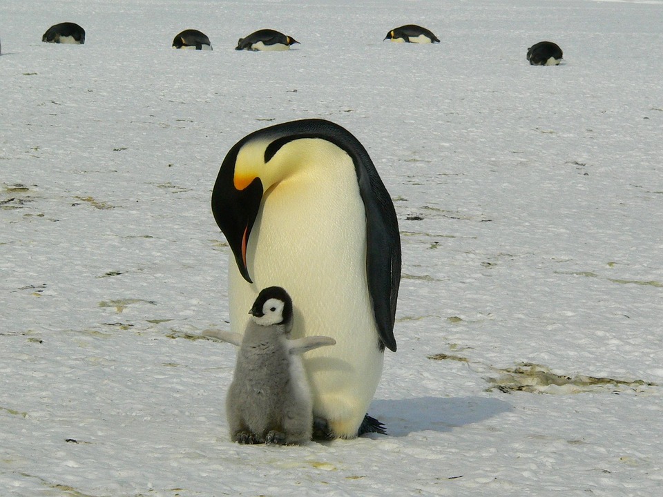 Emperor penguin and chick on snowy Antarctic ground.