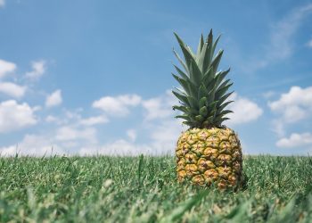Pineapple on green grass under a blue sky.