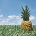 Pineapple on green grass under a blue sky.