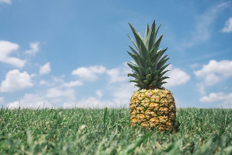 Pineapple on green grass under a blue sky.