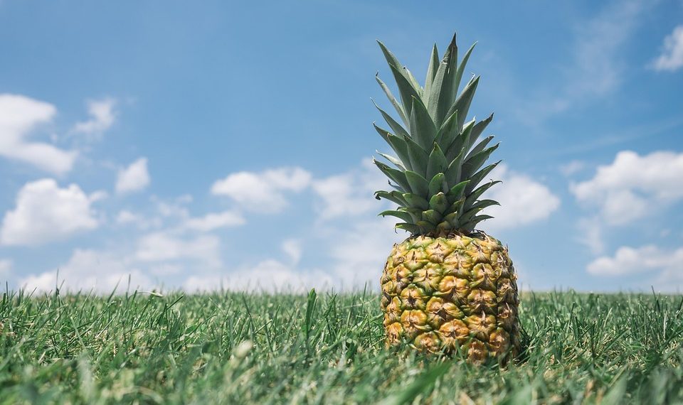 Pineapple on green grass under a blue sky.