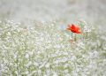Red poppy amidst white wildflowers, standing out vibrantly.