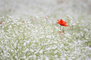 Red poppy amidst white wildflowers, standing out vibrantly.