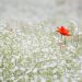 Red poppy amidst white wildflowers, standing out vibrantly.