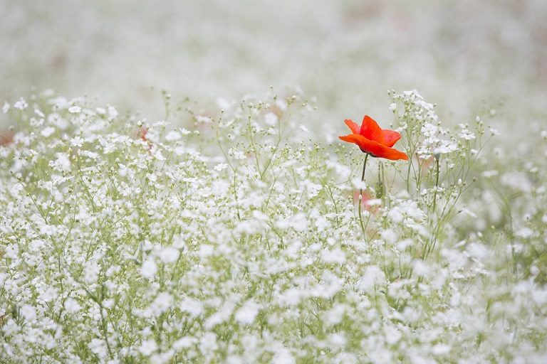Red poppy amidst white wildflowers, standing out vibrantly.
