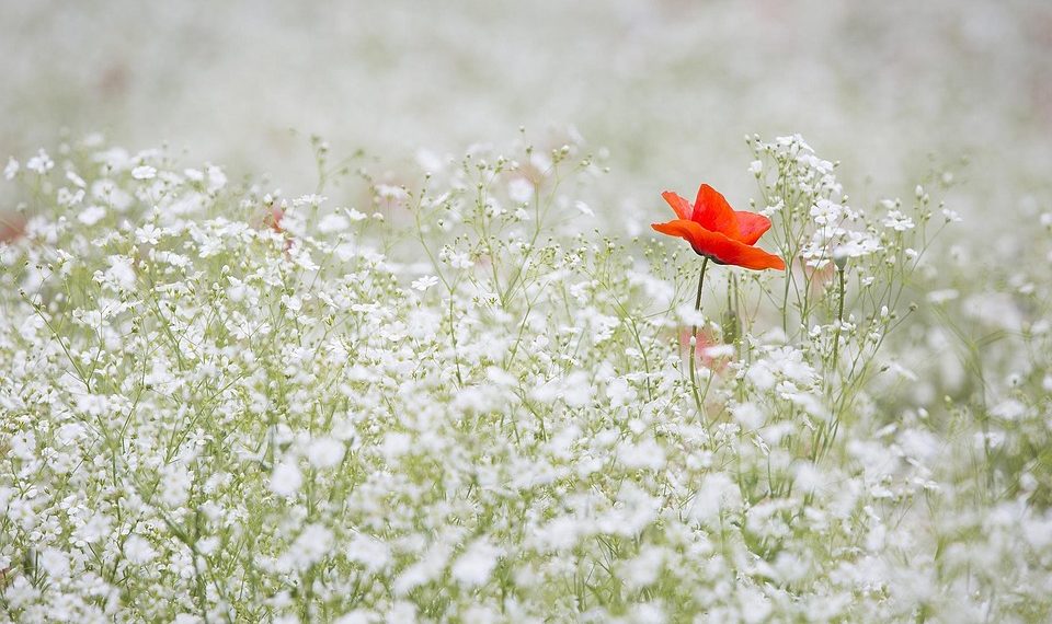 Red poppy amidst white wildflowers, standing out vibrantly.