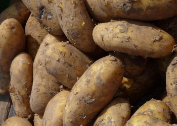 Dirty potatoes piled together.