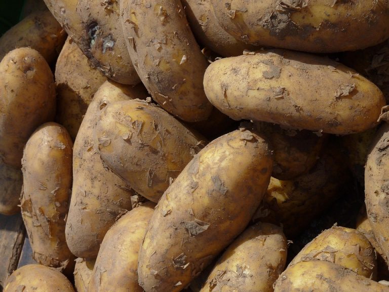 Dirty potatoes piled together.