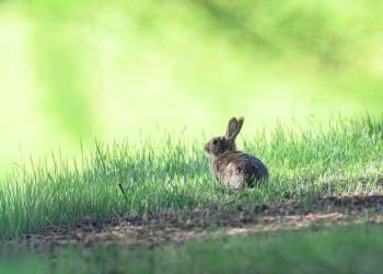 Rabbit sitting in vibrant green grass.