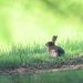 Rabbit sitting in vibrant green grass.