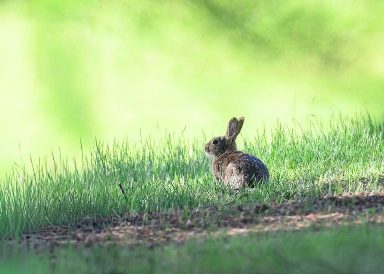 Rabbit sitting in vibrant green grass.