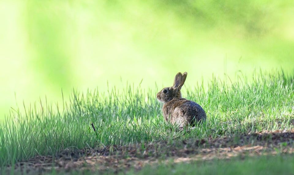 Rabbit sitting in vibrant green grass.