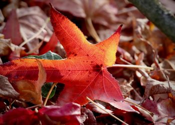 Red maple leaf on ground in autumn sunlight.