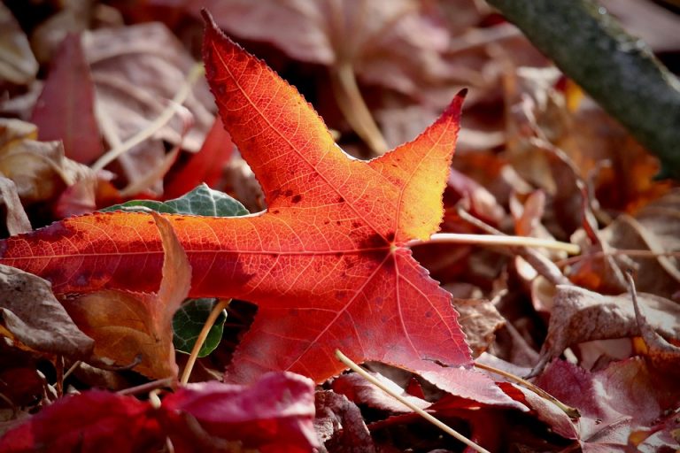 Red maple leaf on ground in autumn sunlight.