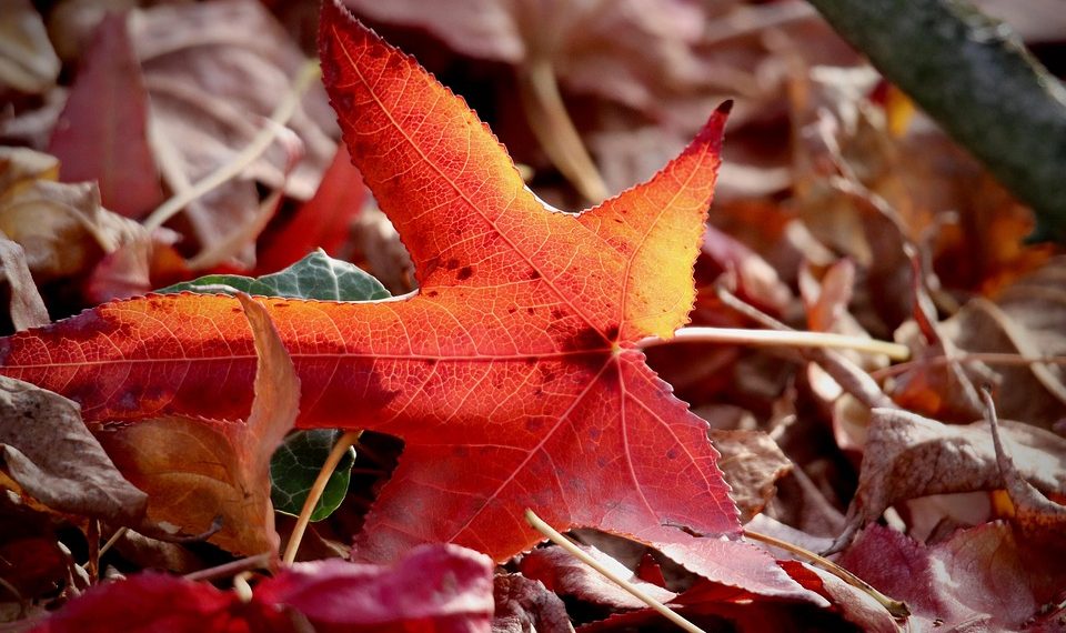 Red maple leaf on ground in autumn sunlight.