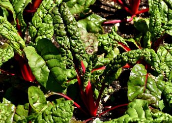 Red Swiss chard plants growing in a garden.