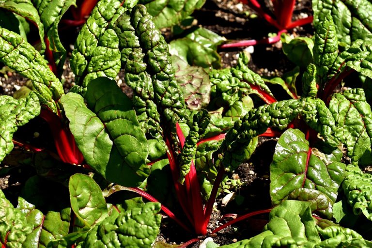 Red Swiss chard plants growing in a garden.