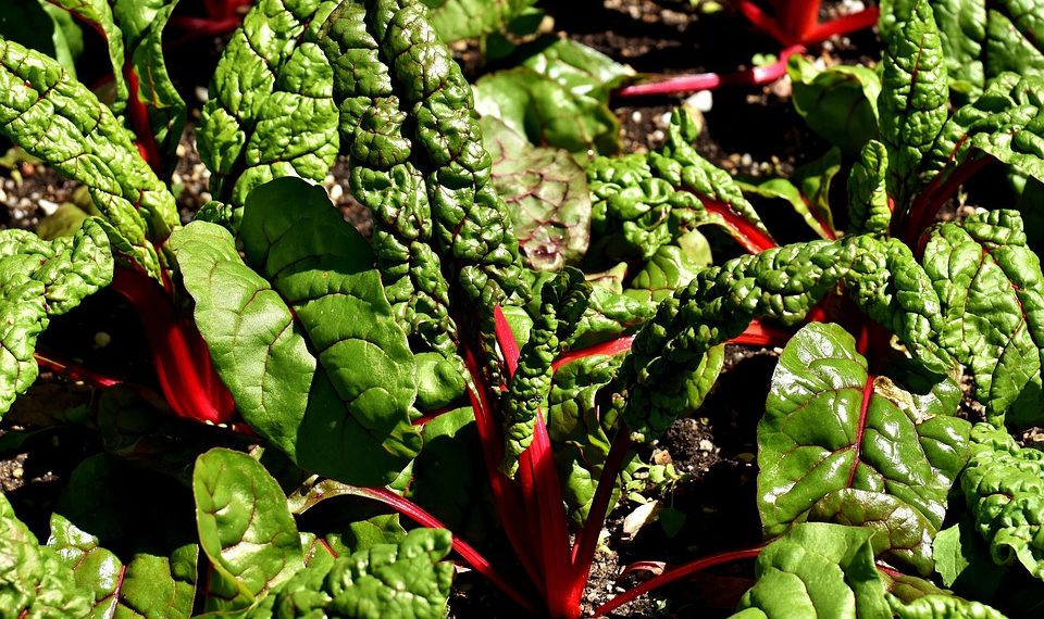 Red Swiss chard plants growing in a garden.