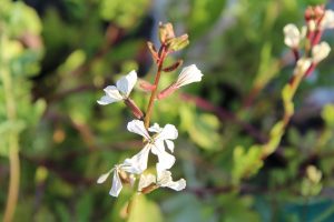 White arugula flowers blooming in sunlight.