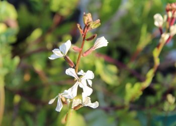 White arugula flowers blooming in sunlight.