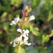 White arugula flowers blooming in sunlight.