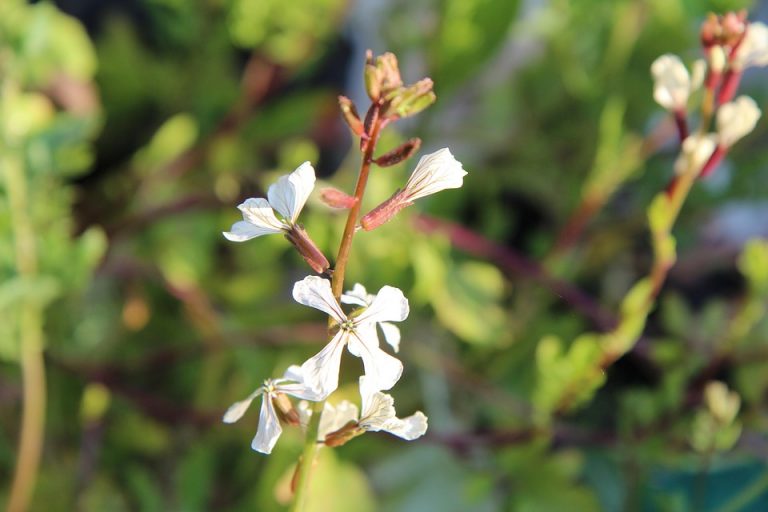 White arugula flowers blooming in sunlight.
