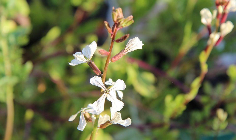 White arugula flowers blooming in sunlight.