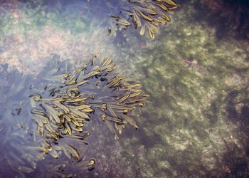 Underwater seaweed floating gently.