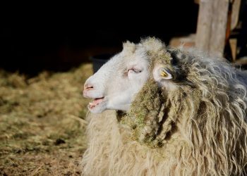 Sheep standing on farm, fleece dirty with hay.
