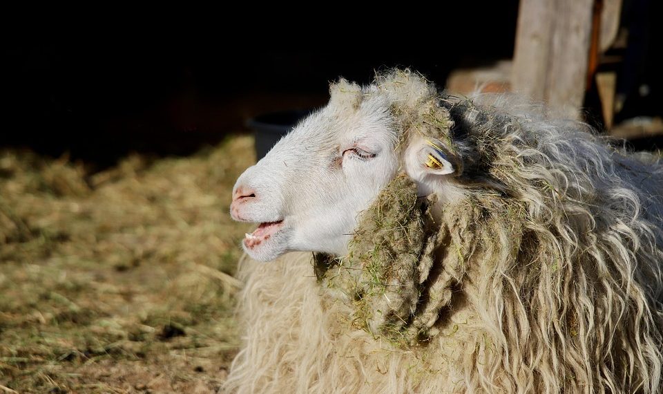 Sheep standing on farm, fleece dirty with hay.