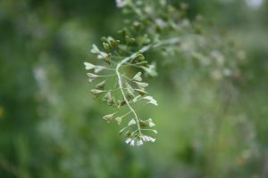 Delicate budding plant stem against a blurred green background