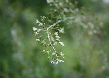 Delicate budding plant stem against a blurred green background