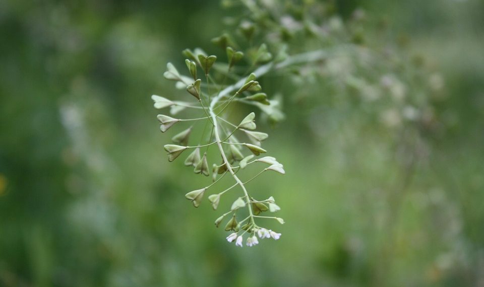 Delicate budding plant stem against a blurred green background