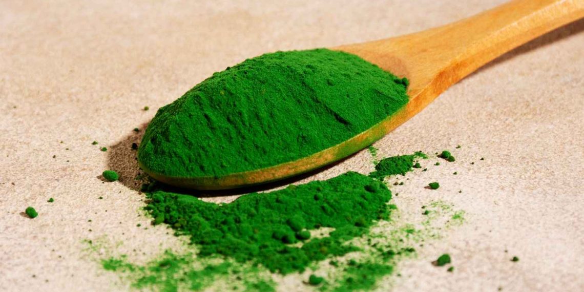 Green spirulina powder on a wooden spoon.