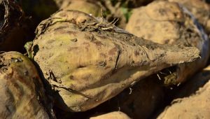 Muddy freshly harvested sugar beet on ground.