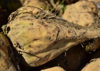 Muddy freshly harvested sugar beet on ground.