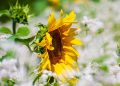 Sunflower in a field of white blossoms basking in sunlight.