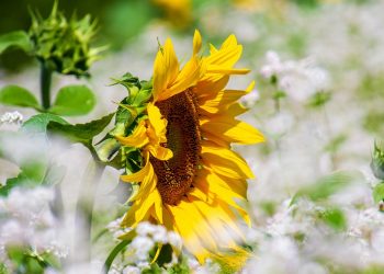 Sunflower in a field of white blossoms basking in sunlight.