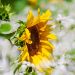 Sunflower in a field of white blossoms basking in sunlight.