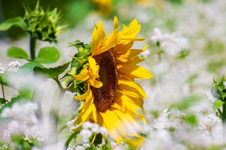 Sunflower in a field of white blossoms basking in sunlight.