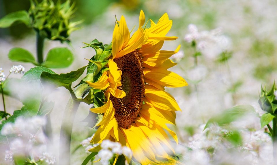 Sunflower in a field of white blossoms basking in sunlight.