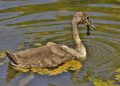 Young swan swimming and eating algae in a pond.