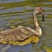 Young swan swimming and eating algae in a pond.