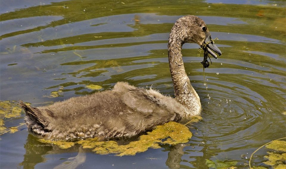 Young swan swimming and eating algae in a pond.