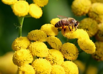 Honeybee collecting nectar from yellow flowers.