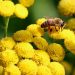 Honeybee collecting nectar from yellow flowers.